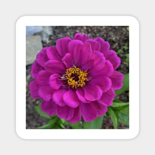 Pink Ruffled Flower Photographic Image Magnet