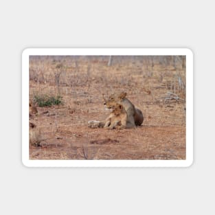 Lioness and Lion Cub Snuggle Together Magnet