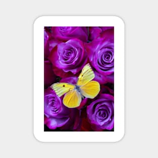 Yellow Butterfly Resting On Purple Red Roses Magnet