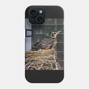 Young American Robin Leaving The Nest Phone Case