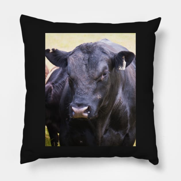 Angus Bull Pillow by DeborahMcGrath