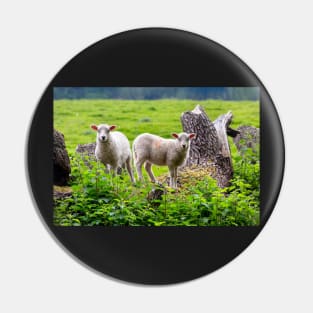 sheep Pin