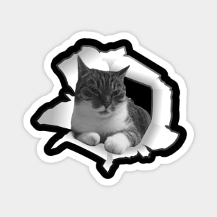 Cute cat from hole cat lover Magnet