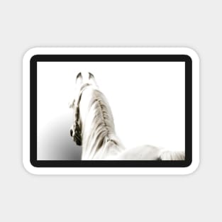 White Arabian Horse Magnet