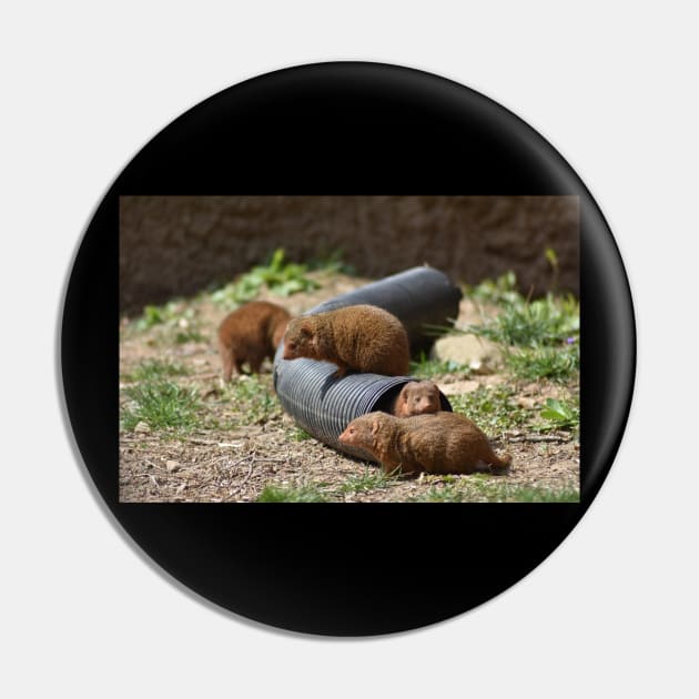 Mongoose Family Pin by MarieDarcy