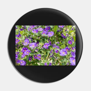 Charming little blue flowers Pin