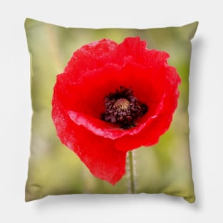 Poppy Pillow