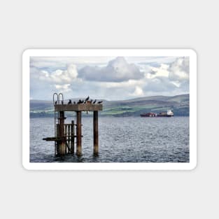 Guillemots resting on an old mooring - Mount Stewart, Bute, Scotland Magnet