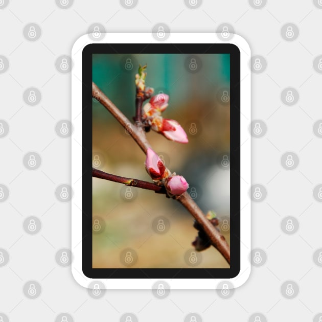 Almond Blossom Buds Magnet by jojobob