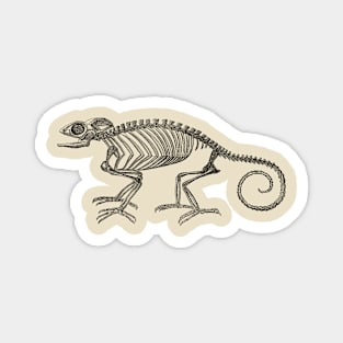 Chameleon Lizard Skeleton Magnet