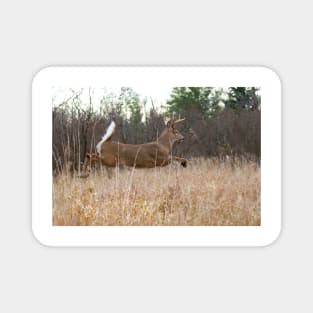 Taking Flight - White-tailed Buck Magnet