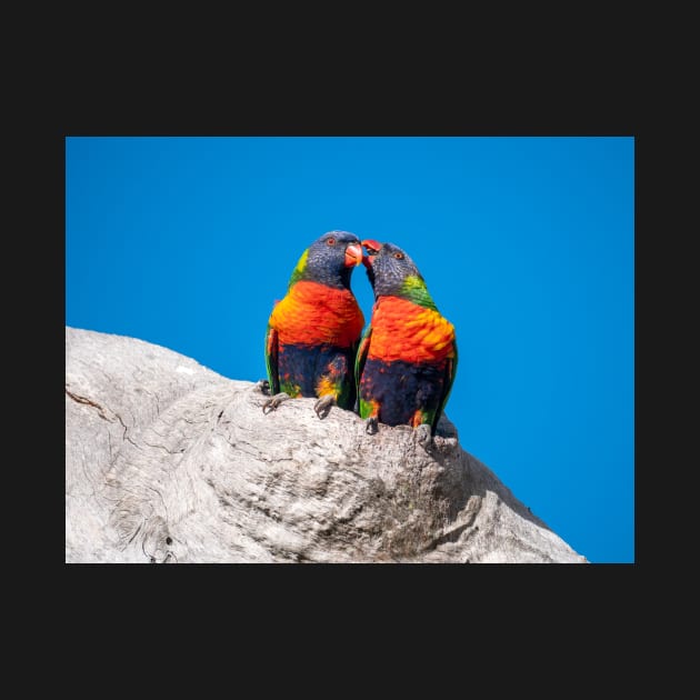 Gum Tree Romance - Rainbow Lorikeets by AndrewGoodall