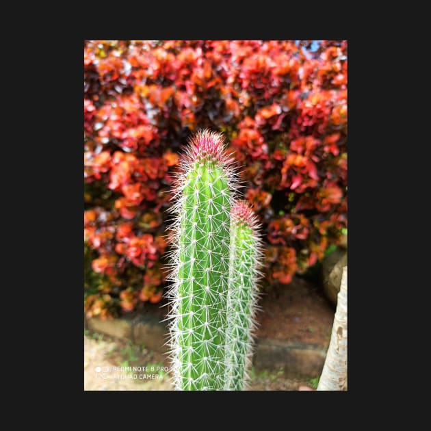Cactus by stupidpotato1