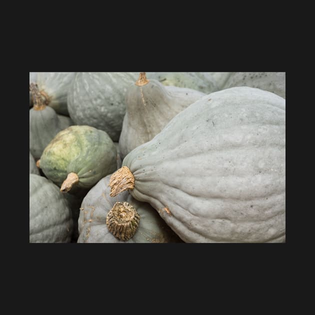 Grey pumpkins by sma1050