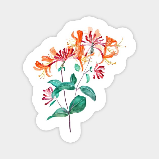 orange red honeysuckle flower Magnet by colorandcolor