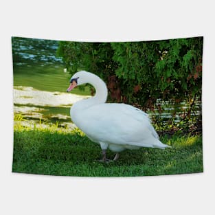 Graceful Swan Standing Under a Tree Tapestry