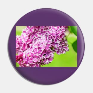 Pink lilac flowers vibrant colors Pin