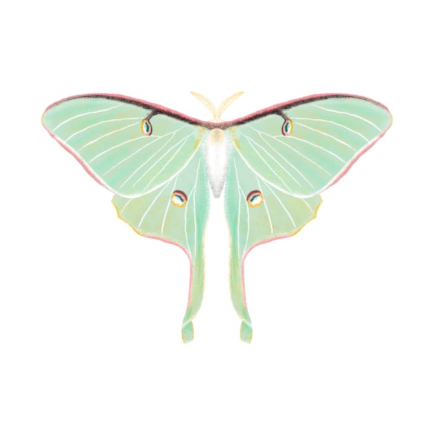 Luna Moth, Moon Moth, Green Moth by ChloesNook