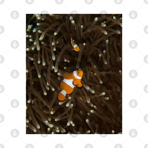 Clownfish on a White-Tipped Anemone by jbbarnes