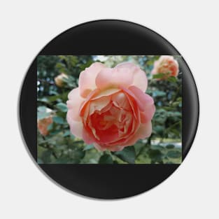 rose in the garden Pin