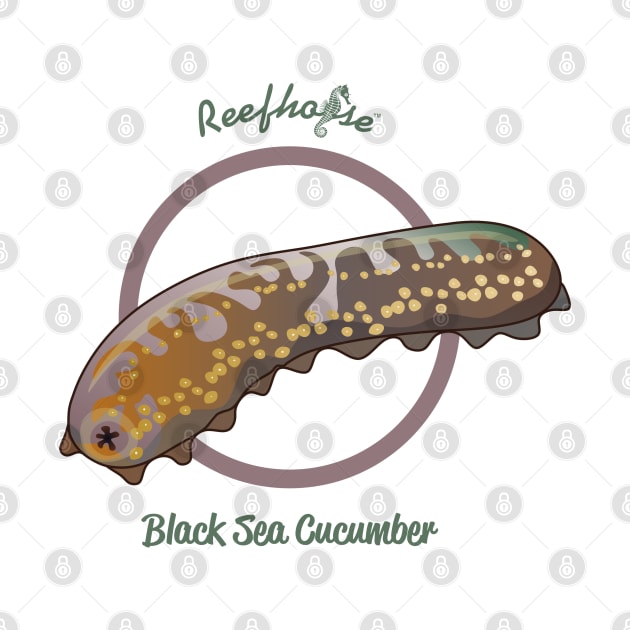 Black Sea Cucumber by Reefhorse