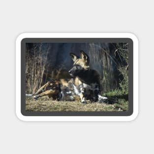 African Painted Dog Magnet