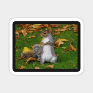 grey squirrel Magnet