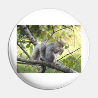 Eastern Gray Squirrel, Wildlife Photography, Wild Animals Pin