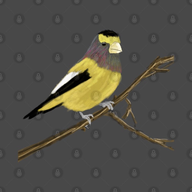 Evening Grosbeak by Studio Gorgoth