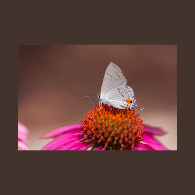 Gray Hairstreak Butterfly on Wild Berry Coneflower by Debra Martz