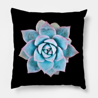 Echeveria blue bird Pillow