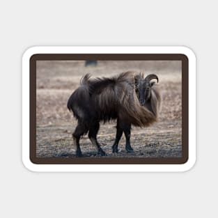 Beautiful Tahr Goat at Woolaroc Oklahoma Magnet