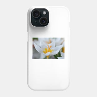 Crocus sieberi  &#39;Bowles&#39;s White&#39; Phone Case