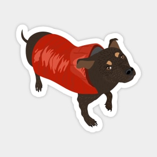 Brown Dog in a Red Puffer Jacket Magnet