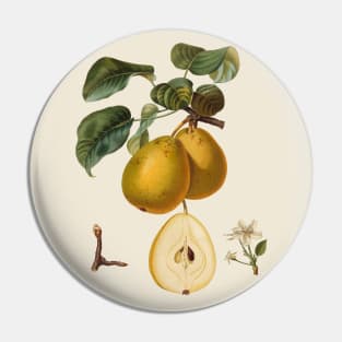 Pear Antique Botanical Illustration Pin