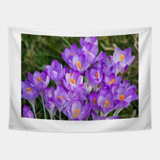 Clump of English wild purple crocuses Tapestry