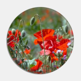 poppies Pin