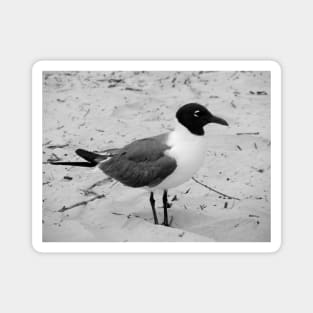 Little Gull Magnet