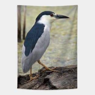 Black Capped Night Heron Tapestry