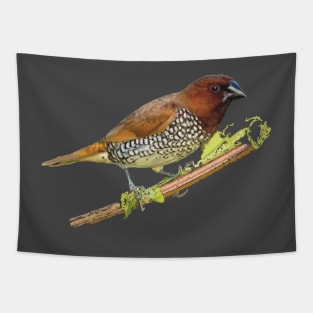 Scaly-breasted Munia or Nutmeg mannikin Tapestry