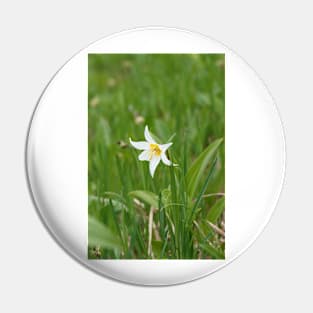 White avalanche lily flower (Erythronium montanum) Pin