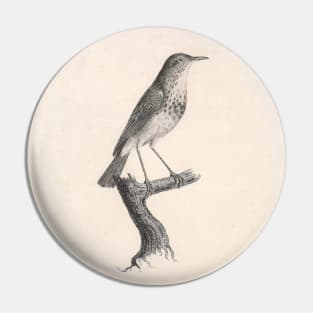 The Hermit Thrush Natural history of vintage birds of North America Pin