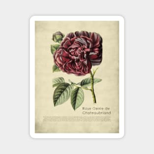 Rose Genie de Chateaubriand With Details Magnet