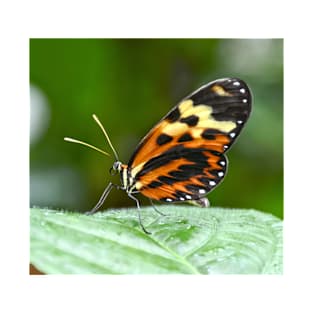 Orange and Yellow Butterfly T-Shirt