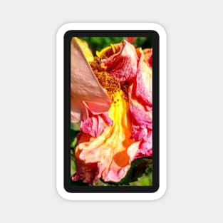 Yellow and Pink Dead Rose Magnet