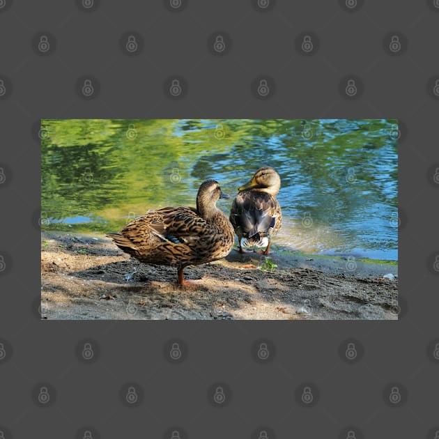 Mallard Ducks On The Beach by BackyardBirder