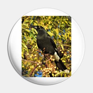 Pied Currawong Pin