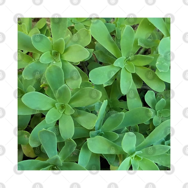 Sedum Palmeri Leaves by DesignMore21