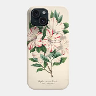 Azalea indica bealii by Charles Antonine Lemaire Phone Case