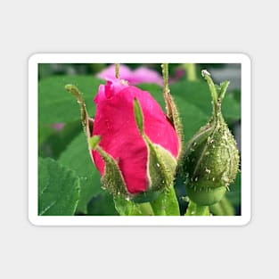 Rose Bud Magnet